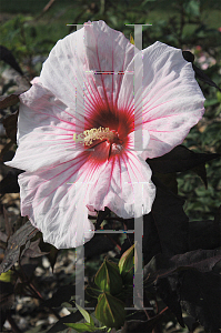 Picture of Hibiscus  'Kopper King'