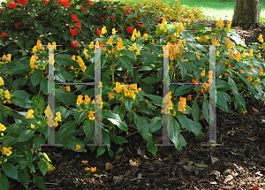 Picture of Impatiens auricoma 'Blondie'