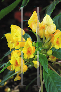 Picture of Impatiens auricoma 'Blondie'