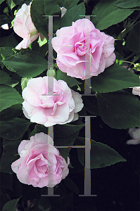 Picture of Impatiens walleriana 'Lavender Orchid (Rockapulco® Orchid)'