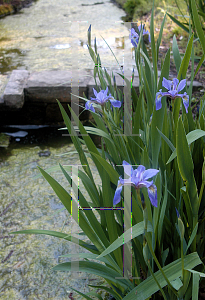 Picture of Iris prismatica 