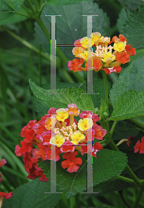 Picture of Lantana camara 'Pinata'