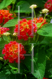 Picture of Lantana camara 