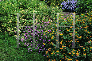 Picture of Lantana camara 