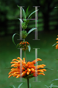 Picture of Leonotis leonurus 