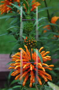 Picture of Leonotis leonurus 
