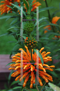 Picture of Leonotis leonurus 