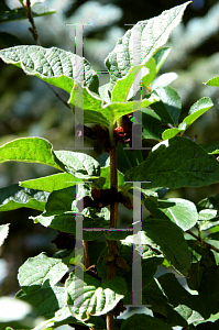 Picture of Lonicera involucrata 