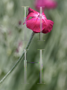 Picture of Lychnis coronaria 'Dancing Ladies'