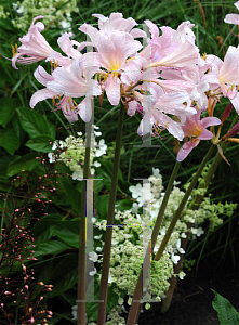 Picture of Lycoris squamigera 