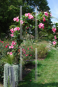 Picture of Mandevilla x amoena 'Alice du Pont'