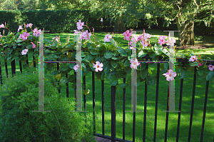 Picture of Mandevilla x amoena 'Alice du Pont'