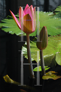 Picture of Nymphaea  'Emily Grant Hutchings'