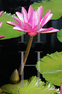 Picture of Nymphaea  'Emily Grant Hutchings'