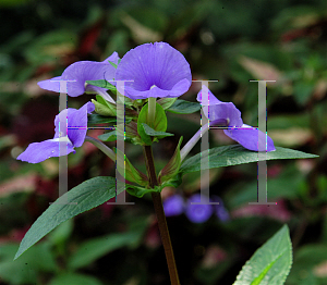 Picture of Otacanthus caeruleus 