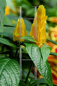 Picture of Pachystachys lutea 