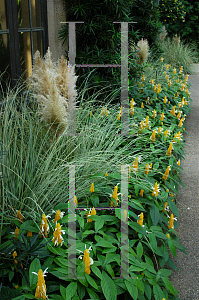 Picture of Pachystachys lutea 