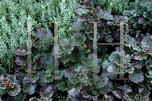 Picture of Pelargonium x hortorum 'Tweedle Dee'