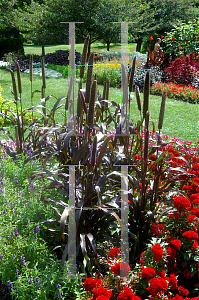 Picture of Pennisetum glaucum 'Purple Majesty'