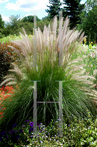 Picture of Pennisetum setaceum 