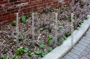 Picture of Petasites japonicus 