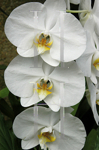 Picture of Phalaenopsis x 