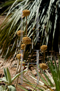 Picture of Phlomis russeliana 