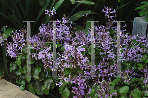 Picture of Plectranthus hilliardiae 