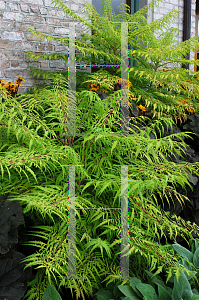 Picture of Rhus typhina 'Bailtiger (Tiger Eyes)'