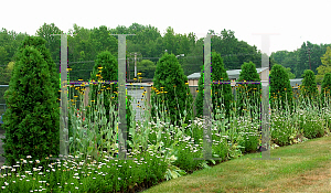 Picture of Rudbeckia maxima 