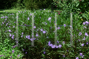 Picture of Ruellia tweediana 'Purple Showers'