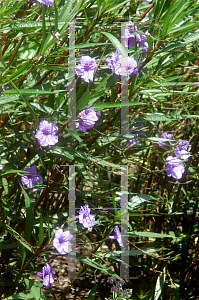 Picture of Ruellia tweediana 'Purple Showers'