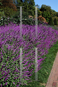 Picture of Salvia leucantha 