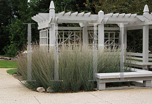 Picture of Schizachyrium scoparium 