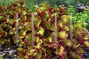 Picture of Solenostemon scutellarioides 'Henna'