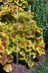 Picture of Solenostemon scutellarioides 'King Scarlet'