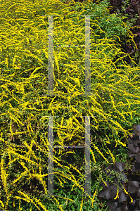 Picture of Solidago rugosa 'Fireworks'