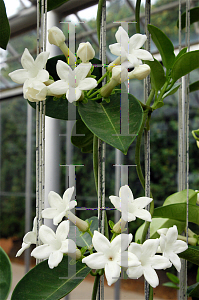 Picture of Stephanotis floribunda 