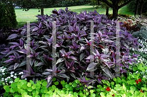 Picture of Strobilanthes dyerianus 