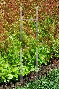 Picture of Talinum paniculatum 'Kingswood Gold'