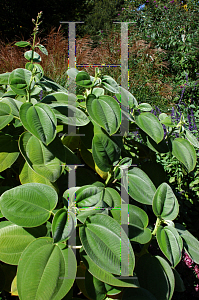 Picture of Tibouchina heteromalla 