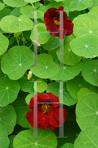 Picture of Tropaeolum majus 'Mahogany Jewel'