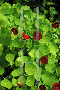 Picture of Tropaeolum majus 'Mahogany Jewel'