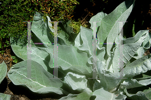 Picture of Verbascum bombyciferum 