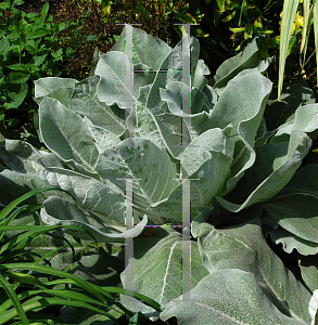 Picture of Verbascum bombyciferum 