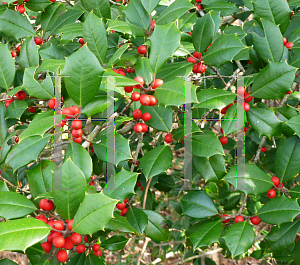 Picture of Ilex opaca 