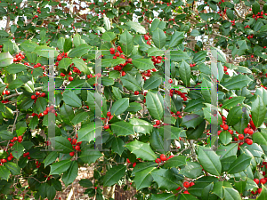 Picture of Ilex opaca 