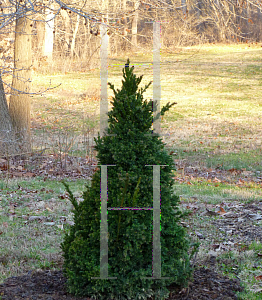 Picture of Cryptomeria japonica 'Black Dragon'