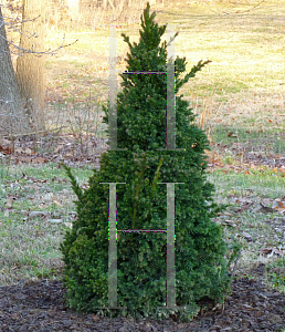 Picture of Cryptomeria japonica 'Black Dragon'