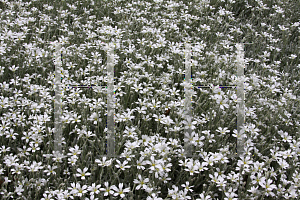 Picture of Cerastium tomentosum 